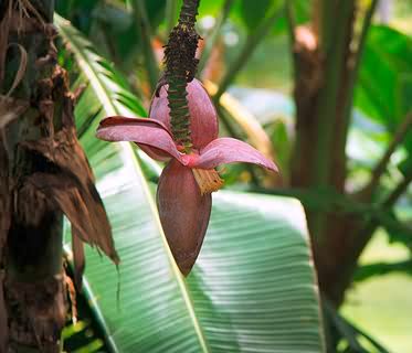 Banana flower.