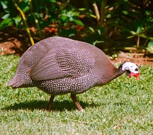 Guinea fowl.